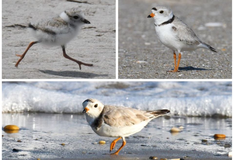 More than a day at the beach Piping plover volunteers work to save a